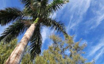 Idolo Real Estate Lanzarote . Inmobiliaria - Real Estate