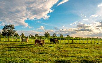 FINCAS RÚSTICAS - GILMAR