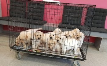 Clinique vétérinaire Dr Armand