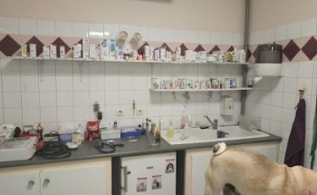 Clinique vétérinaire du Boulou Docteurs Burq Pascal et Bourgeois Christine