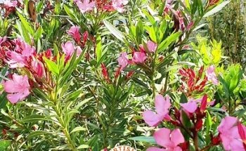 Expertisimmo Agence immobilière