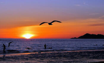 Sonoran Sea Resort Condo Sales in Rocky Point Mexico