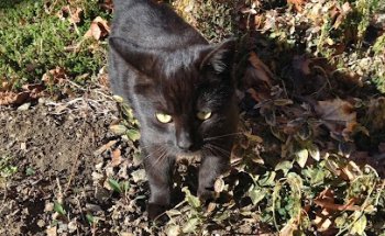 Magnus Immobilien Verwaltung E.k.