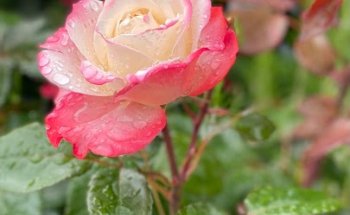 MD Michael Doherr Immobilien -Service, Inhaber Michael Doherr