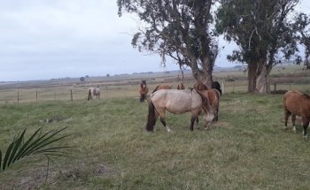 Inmobiliaria Pérez Méndez & Asociados