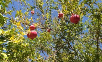 Ramírez Propiedades / Gestión Inmobiliaria