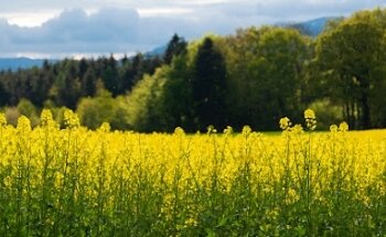 MediaPixel Immobilier SA