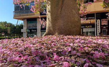 Delparque Inmobiliaria