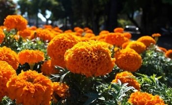 Central Inmobiliaria