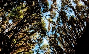 Canaris Maison inmobiliaria