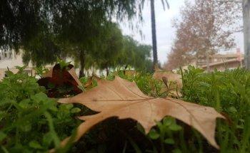 Naranjal de Castillo S.L.