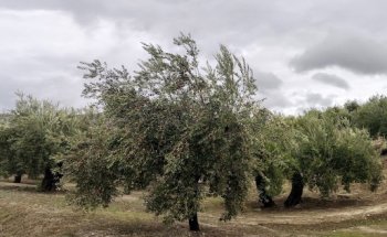 INMOBILIARIA BAENENSE