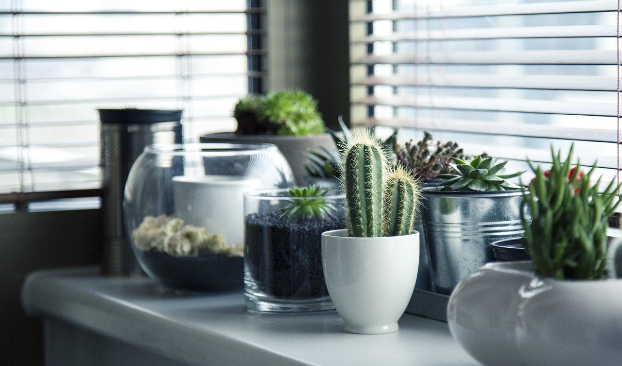 Decoración con plantas de interior: beneficios y consejos