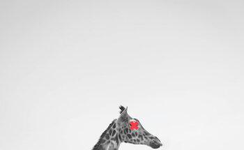 Mr. Fury | Diseño y Marketing