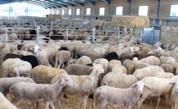 Ganados Zurbano Oficina