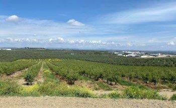 Aceites Cerro de las vacas