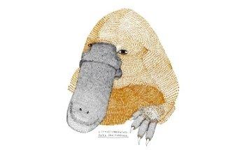 Ornitorrinco Collective S.L.