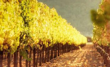 OSIRIUM MARKETING Y COMUNICACIÓN PARA BODEGAS