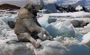 Ojo de Pez Imagen Corporativa