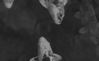 Senda37 - Agencia de diseño y marketing digital