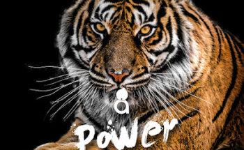 Mirilla Branding Glocal