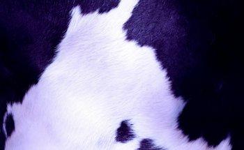 La Vaca Púrpura · Comunicación y Marketing