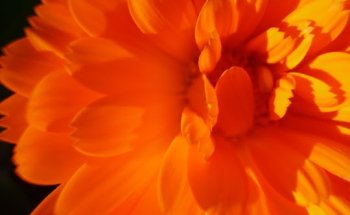 Asociación Finca de Salud Ecológica