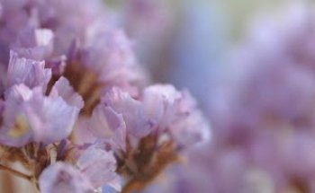 Dietas saludables Lleida | Salut i Linia 365