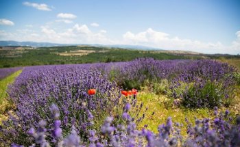 Nutricionista Online, Maria Medina