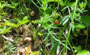 Dr. Francesca De Filippis Biologo Nutrizionista - Bologna