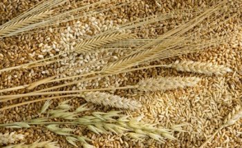 Nutrizionista dott.ssa Monica Ceccon