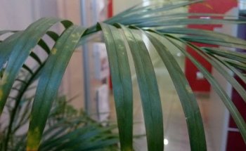 Ambulatorio Nutrizionista Rimini, Dr. Diego Palazzini