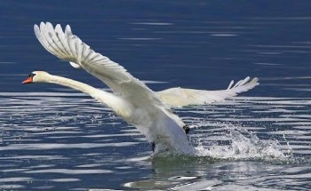 Dott.ssa Anna Zaccardo - Medico Dietologo Nutrizionista - Servizio Nutrizionale IPSE Como