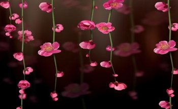 Dott.ssa Anna Zaccardo - Medico Dietologo Nutrizionista - Servizio Nutrizionale IPSE Varese