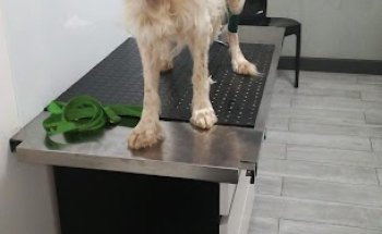 VET CTO Clinica Veterinaria - Centro Traumatologico Ortopedico Specialistico