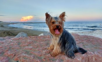 Ambulatorio Veterinario Boccaletto Dr. Federica