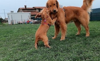 Centro Cinofilo Zampeducate di Sciavarello Chiara
