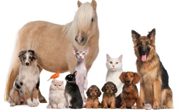 Dott.ssa Manzan Giorgia – Nutrizionista Animali