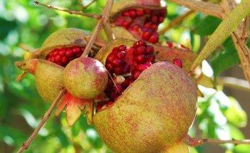 BIOLOGA NUTRIZIONISTA Dott.ssa Claudia Troiani