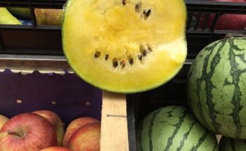 Dott.ssa Jessica Gugole - Biologa Nutrizionista