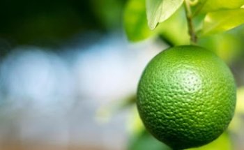 NUTRITIOLAB - Dott.ssa Giulia Stiaccini