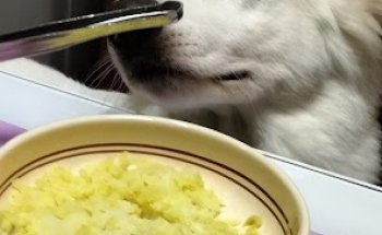 Dottoressa Emy Costantini - NUTRIZIONISTA PER ANIMALI