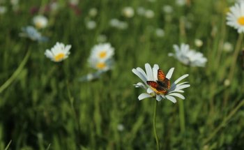 Elena Querella Biologa Nutrizionista
