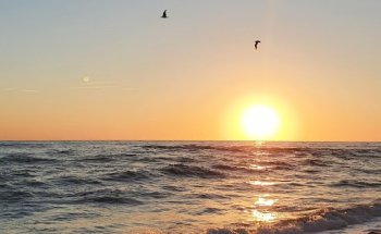 Dott.ssa Cinzia Carafoli Terapeuta Alimentare Olistica