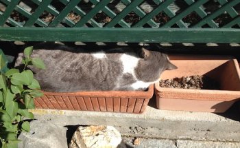 Dott.ssa Luisa Ghivarello, Nutrizionista