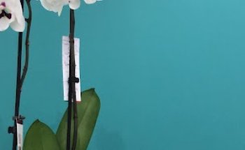 Dott. Angelo Miranda - Dietista Nutrizionista