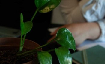 Dott.ssa Daniela Penna, Nutrizionista