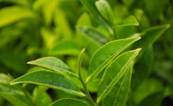 Puretrition Diëtistenpraktijk Groningen