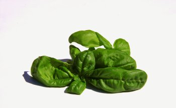 Focus Voeding Diëtistenpraktijk