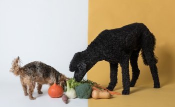 Sab Sem Voeding en Training